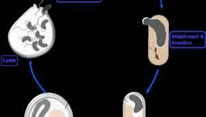 bacterie care mananca alte bacterii